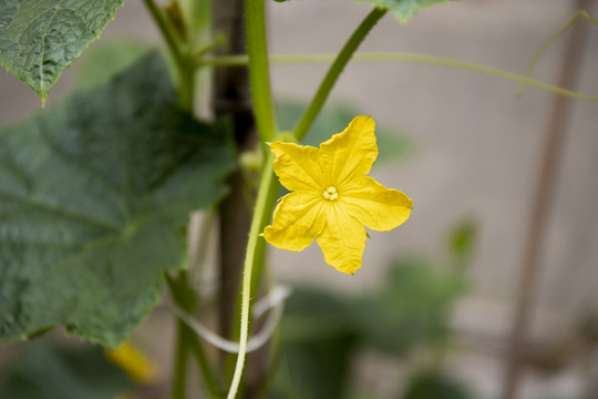 黄瓜花