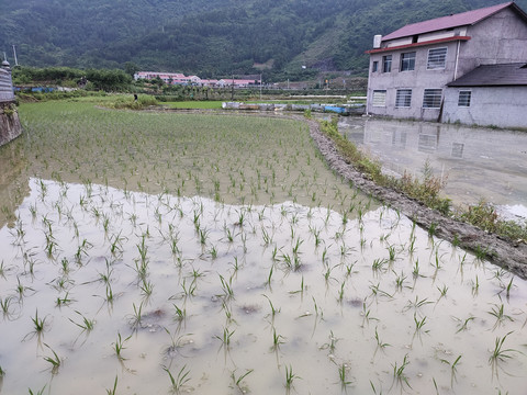 稻田