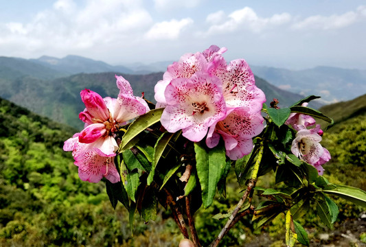 杜鹃花