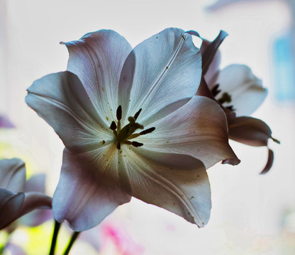 百合花