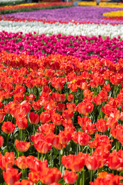 郁金香花海