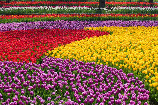 郁金香花海