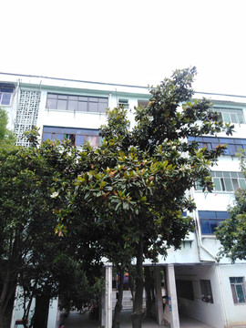 广玉兰