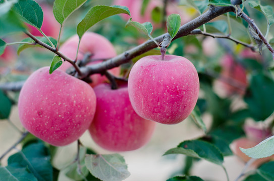 红富士苹果果园