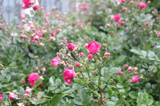 蔷薇月季粉色花一片雨中花