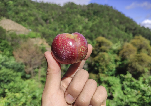 三华李