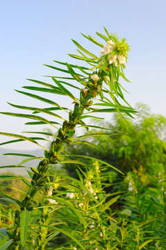 芝麻种植