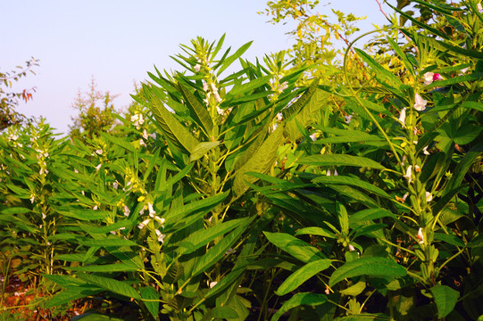 芝麻种植基地