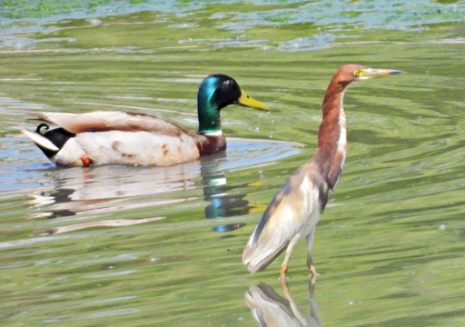 池鷺和绿头鸭
