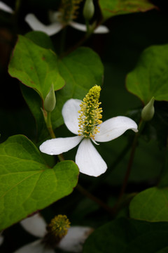 鱼腥草