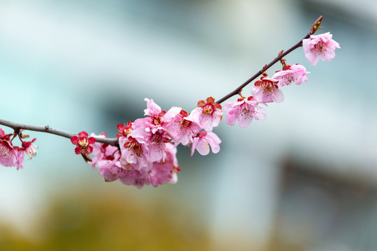 一枝花