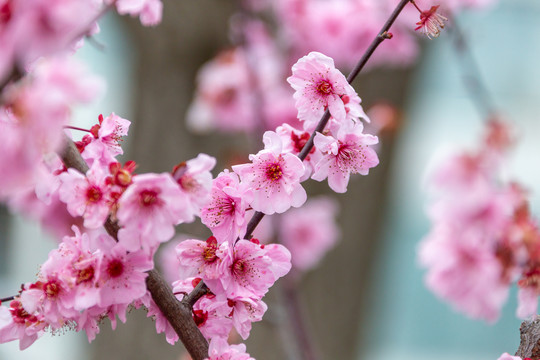 一枝花