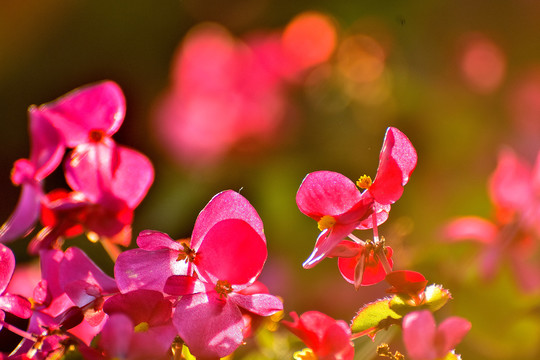 透光的花