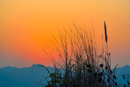 夕阳下的芦苇