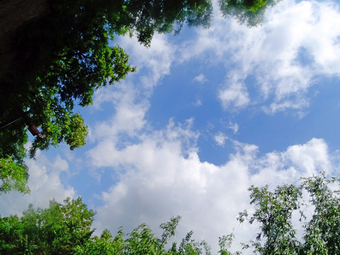 天空树叶树枝