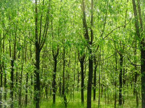 绿树丛