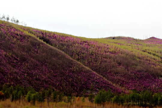 杜鹃山谷