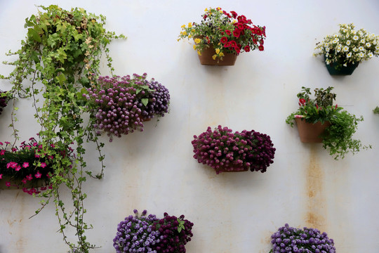 墙体盆栽花卉