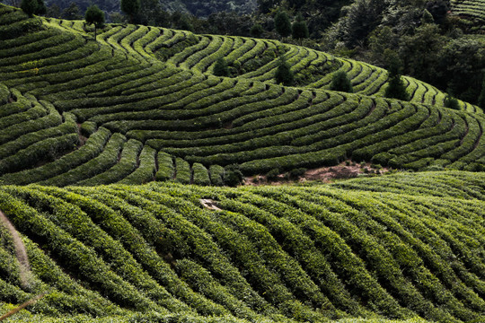 天宫山万亩茶海