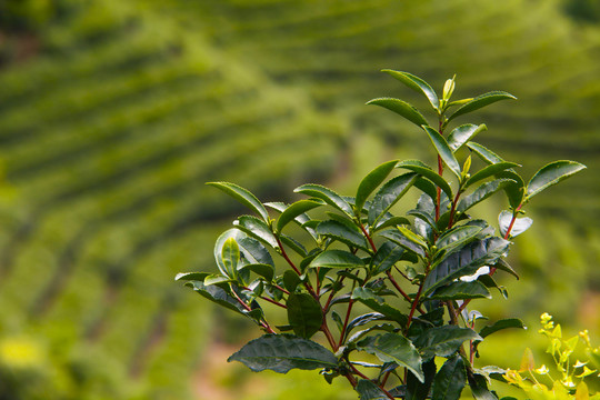 天宫山万亩茶海