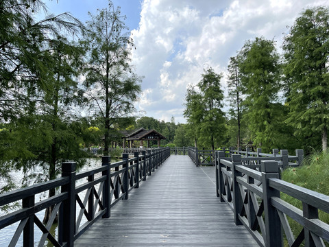 海珠湖木桥