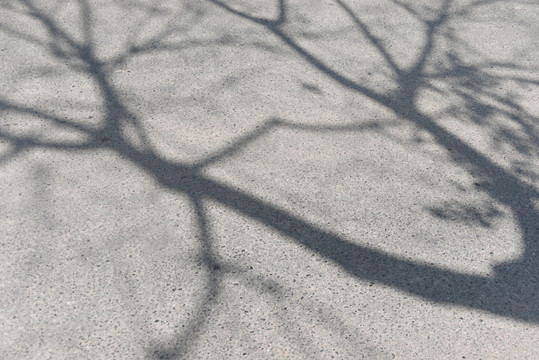 路面树影背景素材