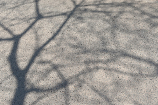 公路及树木的投影