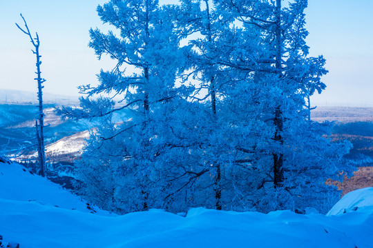 冬季雾凇树木雪地