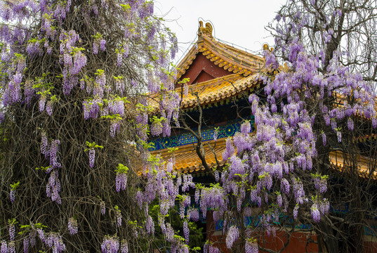 北京孔庙紫藤花开