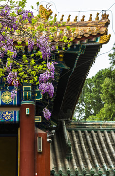 北京孔庙盛开的紫藤花