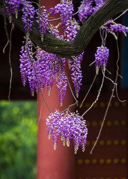北京孔庙盛开的紫藤花