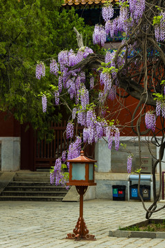 北京孔庙的紫藤花