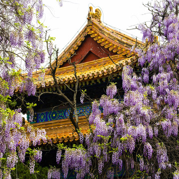 北京孔庙的紫藤花