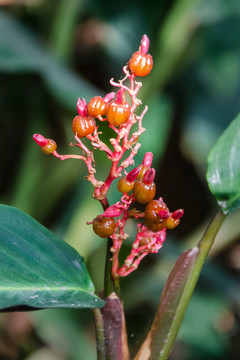 紫背竹芋果