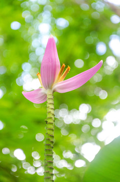 紫苞芭蕉