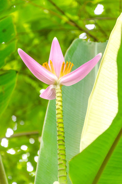 紫苞芭蕉