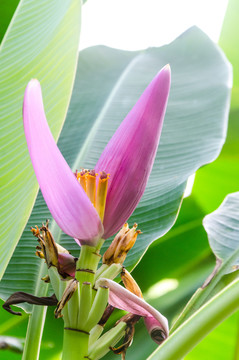 紫苞芭蕉