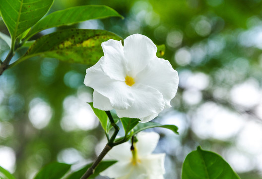 狗牙花