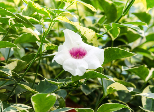 红心花