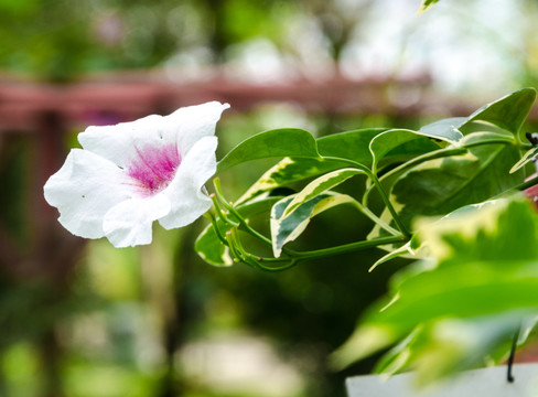 红心花