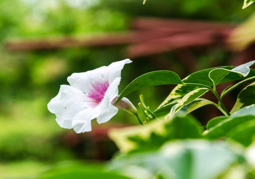 红心花