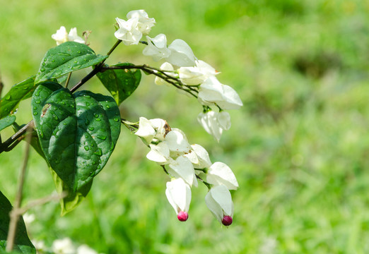 龙吐珠