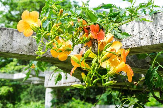 凌霄花