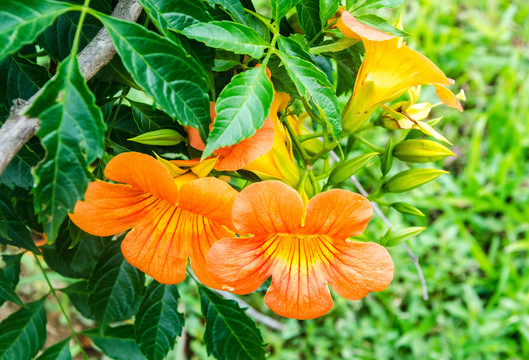 凌霄花