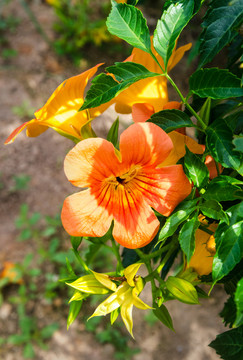 凌霄花