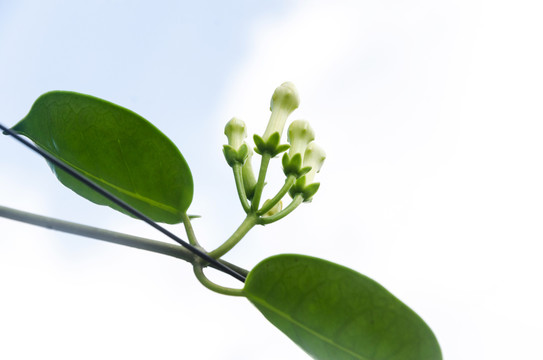 马达加斯加茉莉