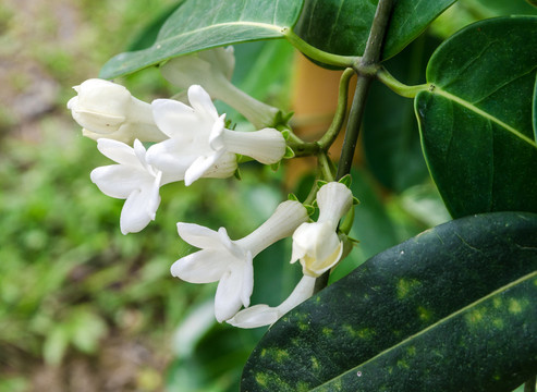 马达加斯加茉莉