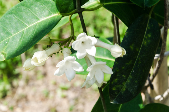马达加斯加茉莉