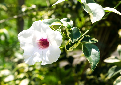 红心花