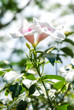 红心花